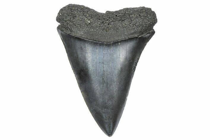Fossil Broad-Toothed Mako Tooth - South Carolina #360916